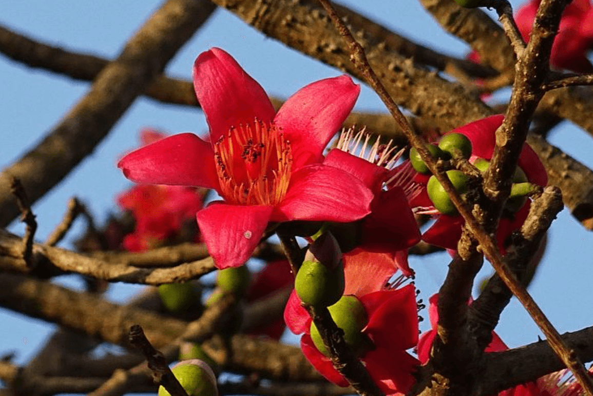 Cận cảnh vẻ đẹp rực rỡ của hoa gạo đỏ